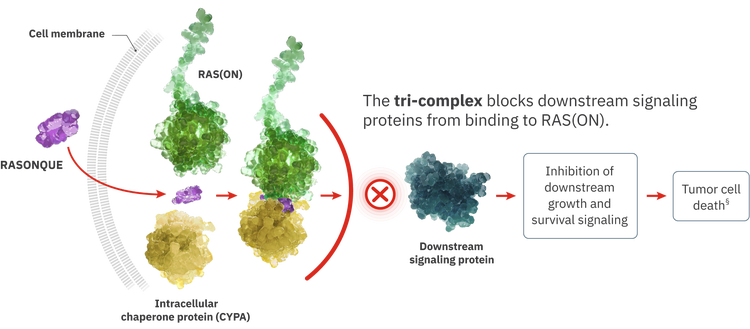 The tri-complex blocks downstream signaling proteins from binding to RAS(ON), inhibiting downstream growth and survival signaling, ultimately resulting in tumor cell death.