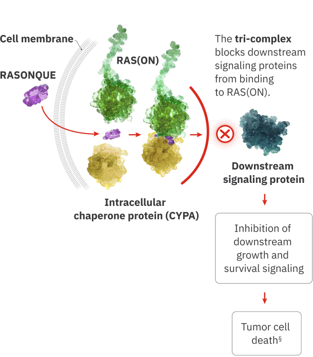 The tri-complex blocks downstream signaling proteins from binding to RAS(ON), inhibiting downstream growth and survival signaling, ultimately resulting in tumor cell death.